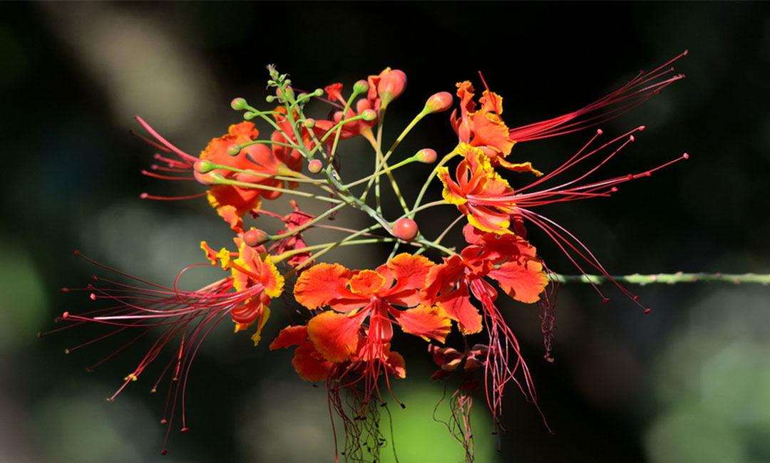 无锡花帮主百科词条创建案例