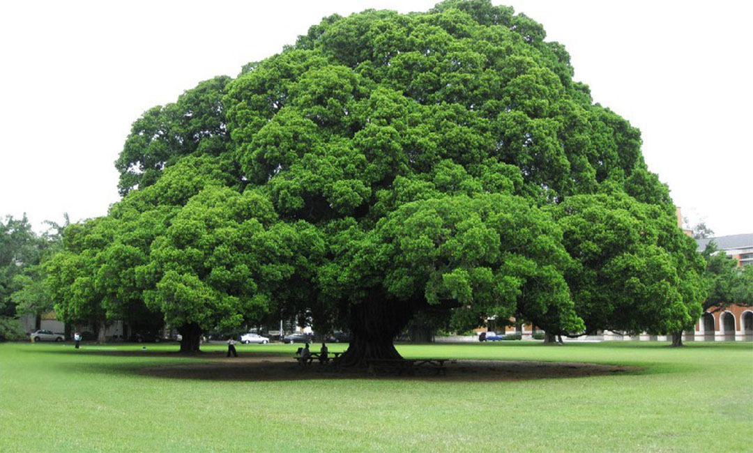 无锡金榕树服务号代运营案例